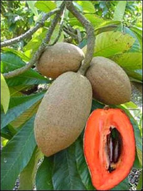 Il mamey sapote - Il frutto per la bellezza e molto altro