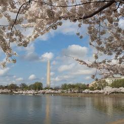 Washington DC: oasi verdi e forme classiche in una città dal fascino europeo