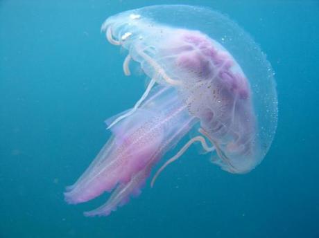 meduse (1)