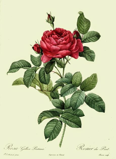 Rosa, olio essenziale | Salute
