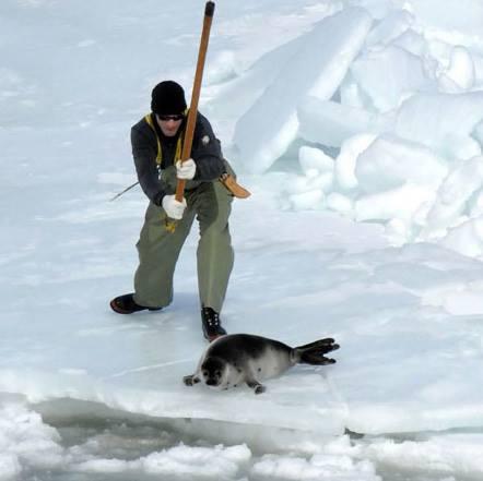 Canada: il massacro di foche continua