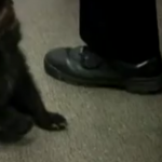 Oregon, trova cucciolo di orso tra i cespugli e lo porta dalla polizia VIDEO