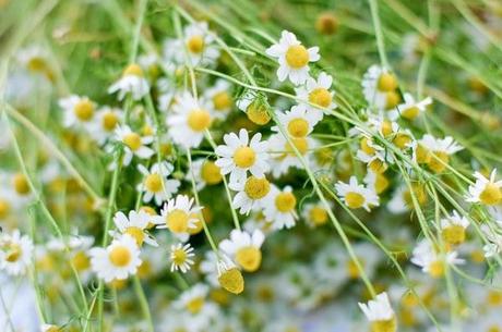 Family Sunday: Picking Flowers and Cherry