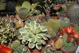 Perugia Flower Show 2014, una bella passeggiata di primavera