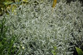 Perugia Flower Show 2014, una bella passeggiata di primavera