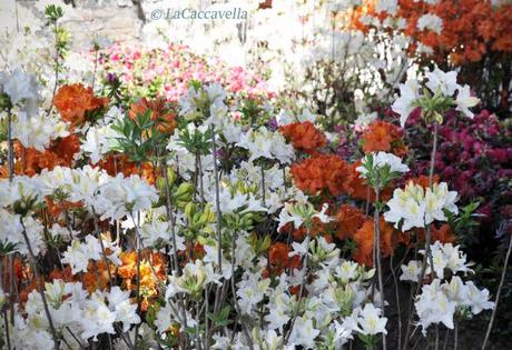 Perugia Flower Show 2014, una bella passeggiata di primavera