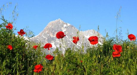 Fiori di primavera: il papavero