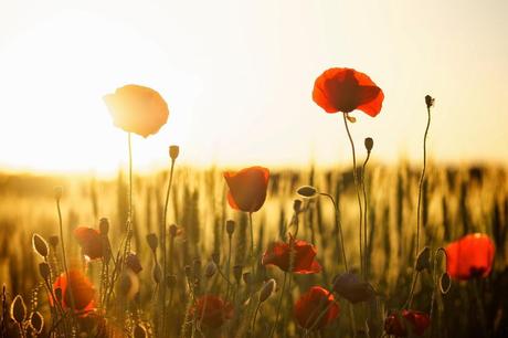 Fiori di primavera: il papavero