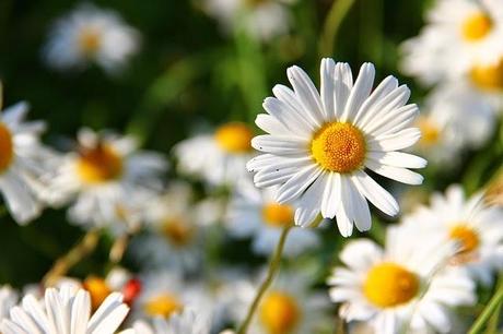 Il fiore del mese: la margherita