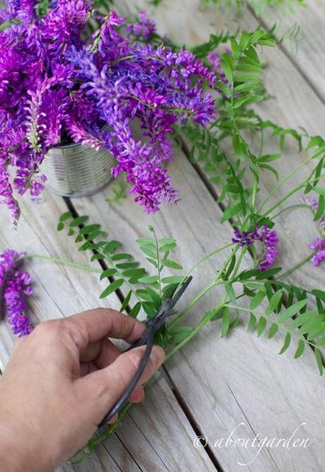 piante spontanee: Vicia cracca taglio fiori veccia