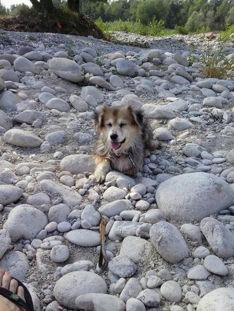 Il mio quattrozampe e io: Panna, Ugo, Micho e Micino