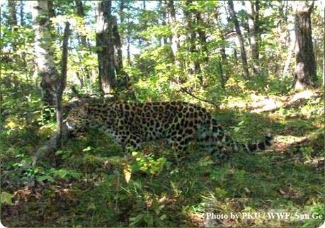 leopardo dell'amur5