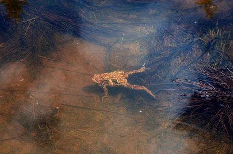 MONTE DAUDA: una bella salita da Fielis MONTE DAUDA: una bella salita da Fielis