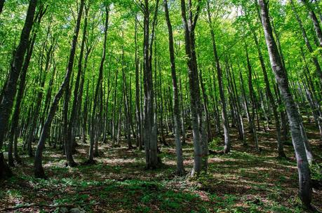 MONTE DAUDA: una bella salita da Fielis MONTE DAUDA: una bella salita da Fielis