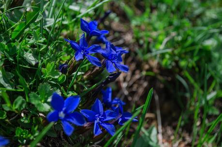 MONTE DAUDA: una bella salita da Fielis MONTE DAUDA: una bella salita da Fielis