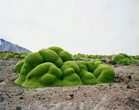 esseri più vecchi della terra