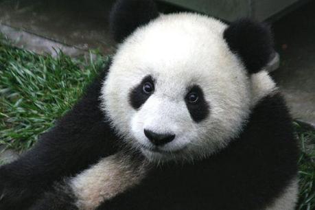 800px-Panda_Cub_from_Wolong,_Sichuan,_China