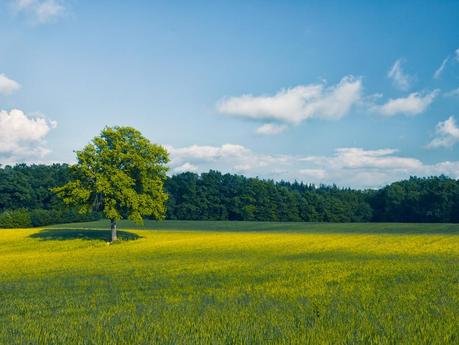 Photograph Yellow and Green in Camerana #01 by Samuele Silva on 500px
