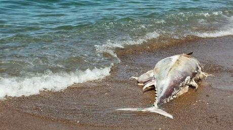 Assurdità nostrane n.2 - Il pesce gigante sulla spiaggia di Casteldaccia