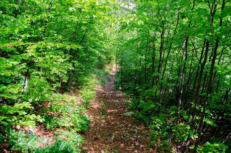 MONTE VOGEL : da Tolminske Ravne