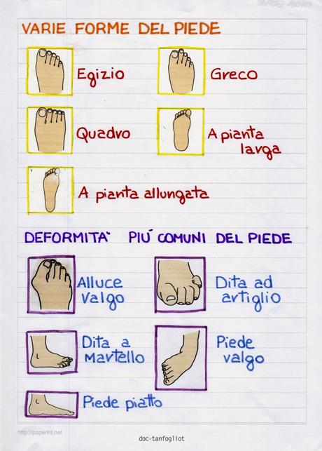 L'anatomia del piede