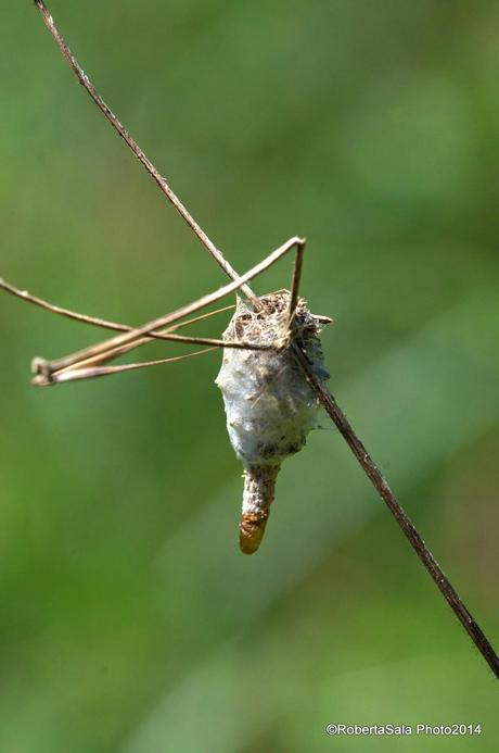 Phalacropterix apiformis.