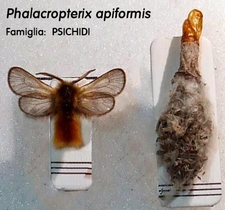 Phalacropterix apiformis.