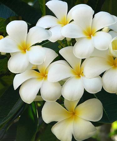 1plumeria_obtusa2