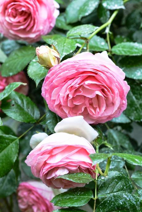 GIARDINO ROMANTICO : PIANTE E FIORI PROFUMATI