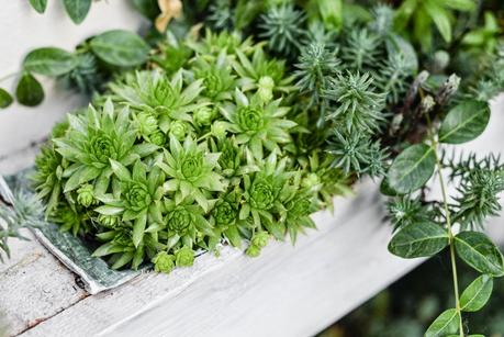 GIARDINO ROMANTICO : PIANTE E FIORI PROFUMATI