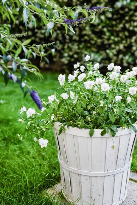 GIARDINO ROMANTICO : PIANTE E FIORI PROFUMATI