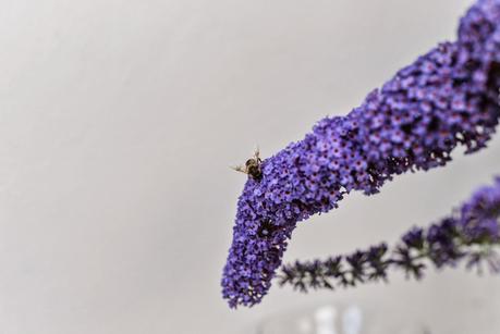 GIARDINO ROMANTICO : PIANTE E FIORI PROFUMATI