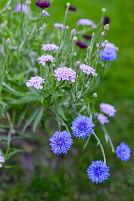 GIARDINO ROMANTICO : PIANTE E FIORI PROFUMATI