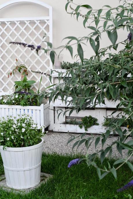 GIARDINO ROMANTICO : PIANTE E FIORI PROFUMATI