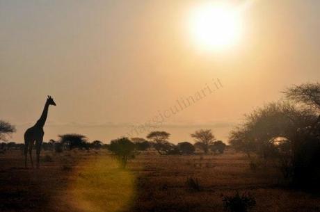 Il mio safari in Kenya: il mal d'Africa esiste, ne ho le prove!