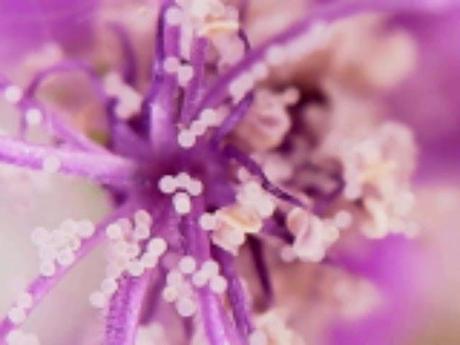 Malva sylvestris  - pianta medicinale della famiglia delle Malvaceae - work in progress