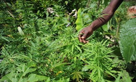 Marijuana Giamaica Marijuana, Giamaica verso la depenalizzazione