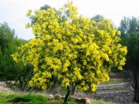 Color style: matrimonio in giallo Color style: matrimonio in giallo