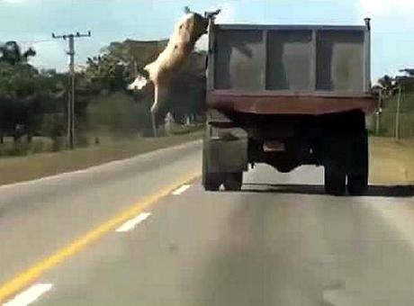 Il maiale in fuga si getta dal camion!