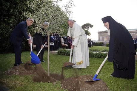 L'olivo vaticano: che la pace sia con noi.