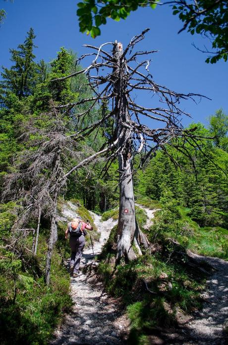 GOLICA: la montagna dei narcisi