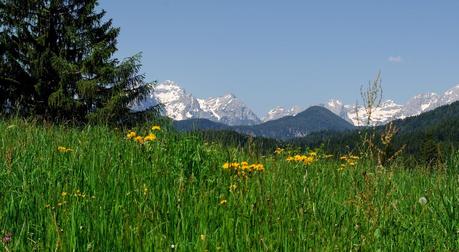 GOLICA: la montagna dei narcisi