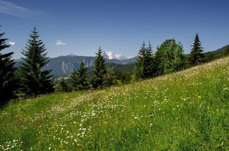 GOLICA: la montagna dei narcisi