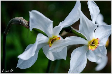 GOLICA: la montagna dei narcisi