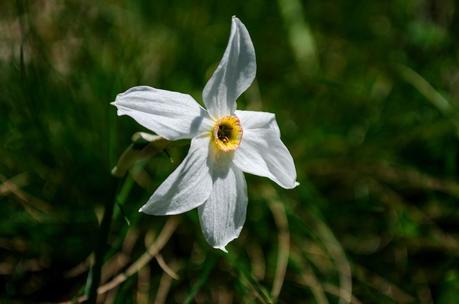 GOLICA: la montagna dei narcisi