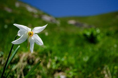 GOLICA: la montagna dei narcisi