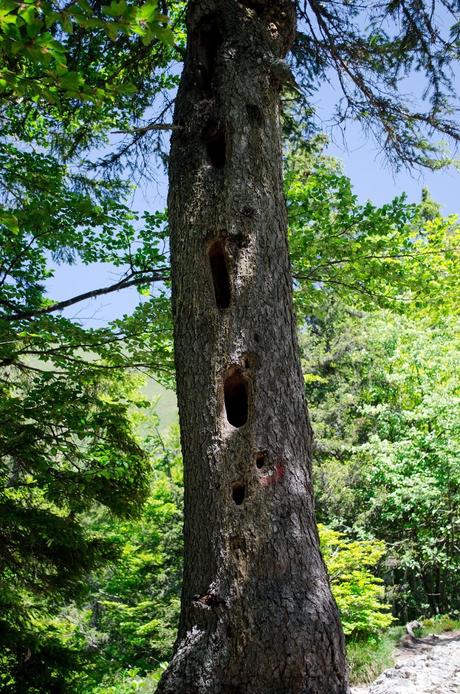 GOLICA: la montagna dei narcisi