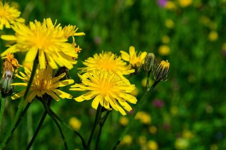 GOLICA: la montagna dei narcisi