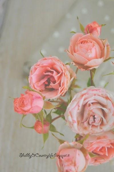 My shabby pink roses - shabby&countrylife.blogspot.it