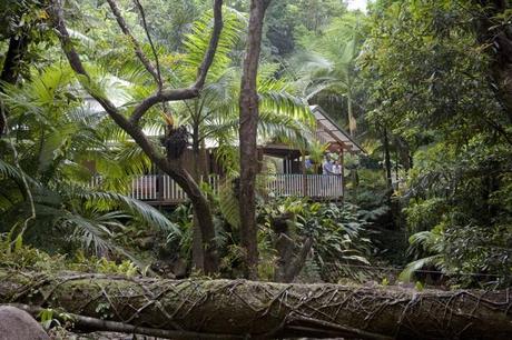 Forest Puviale Daintree, Australia